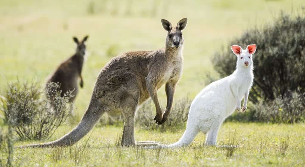 Australian slang glossary cover image — Kangaroos